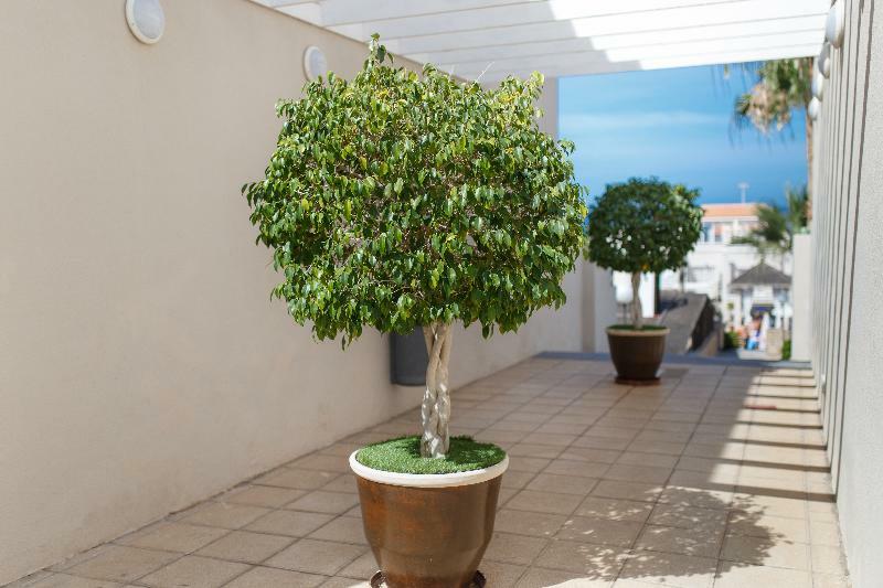 Olivos